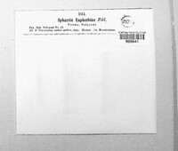 Plagiostoma euphorbiae image